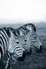 grayscale photo of zebra on field
