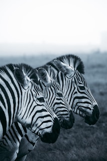 grayscale photo of zebra on field