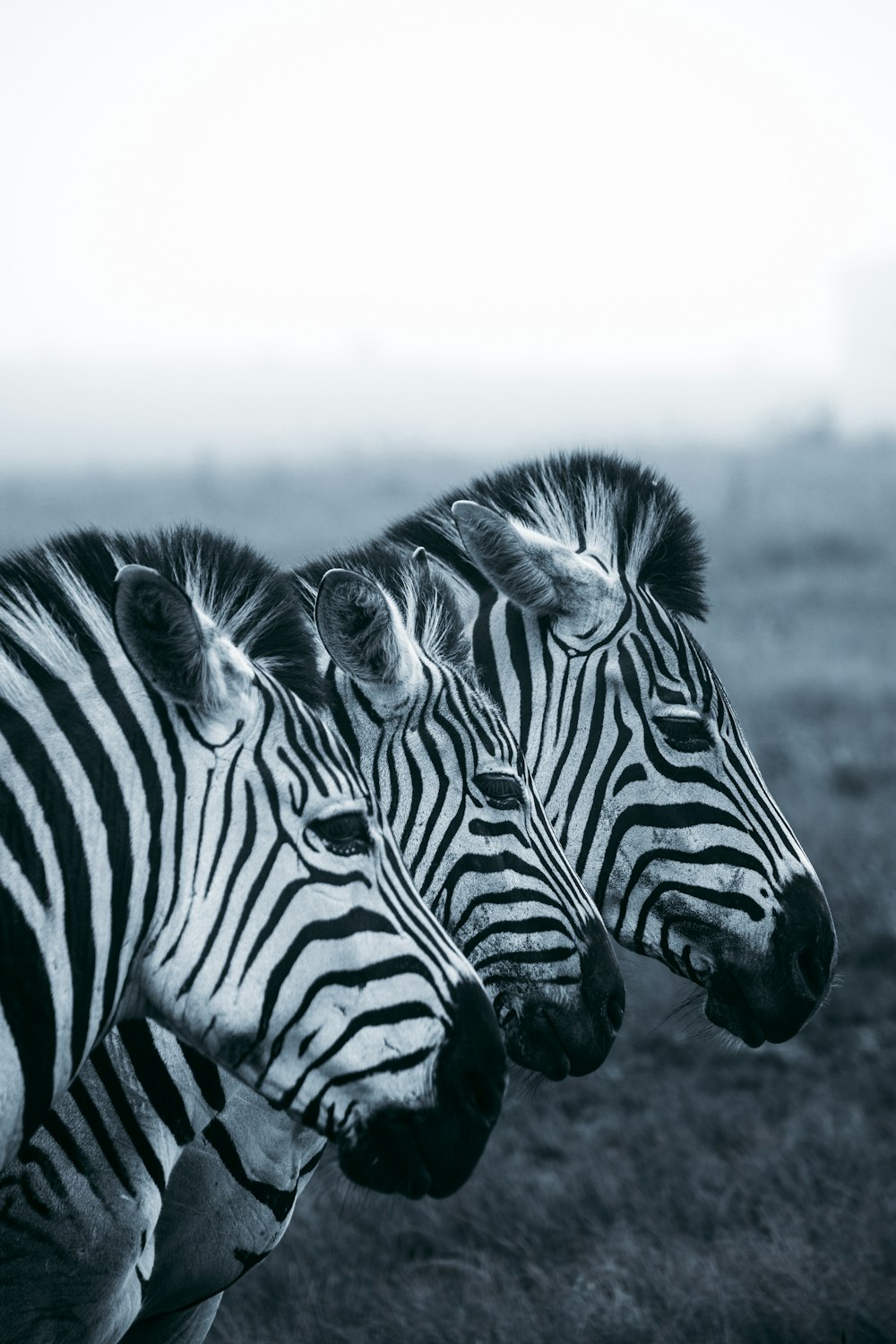 Foto in scala di grigi della zebra sul campo