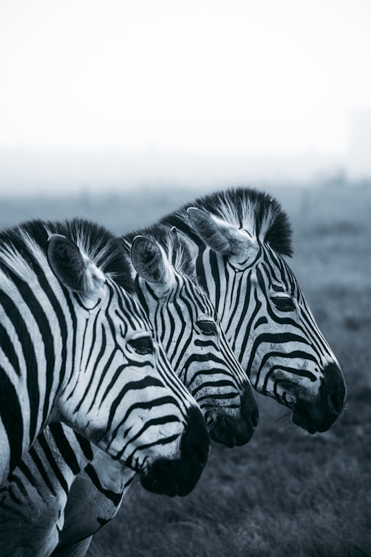 grayscale photo of zebra on field in Knysna South Africa