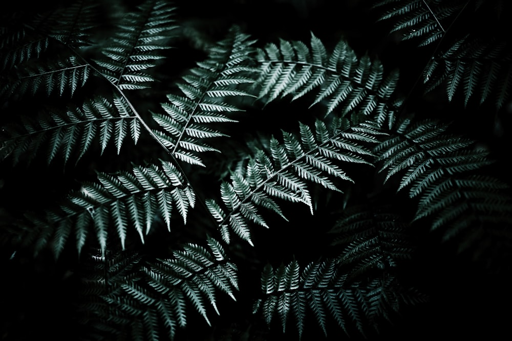 green fern plant in close up photography