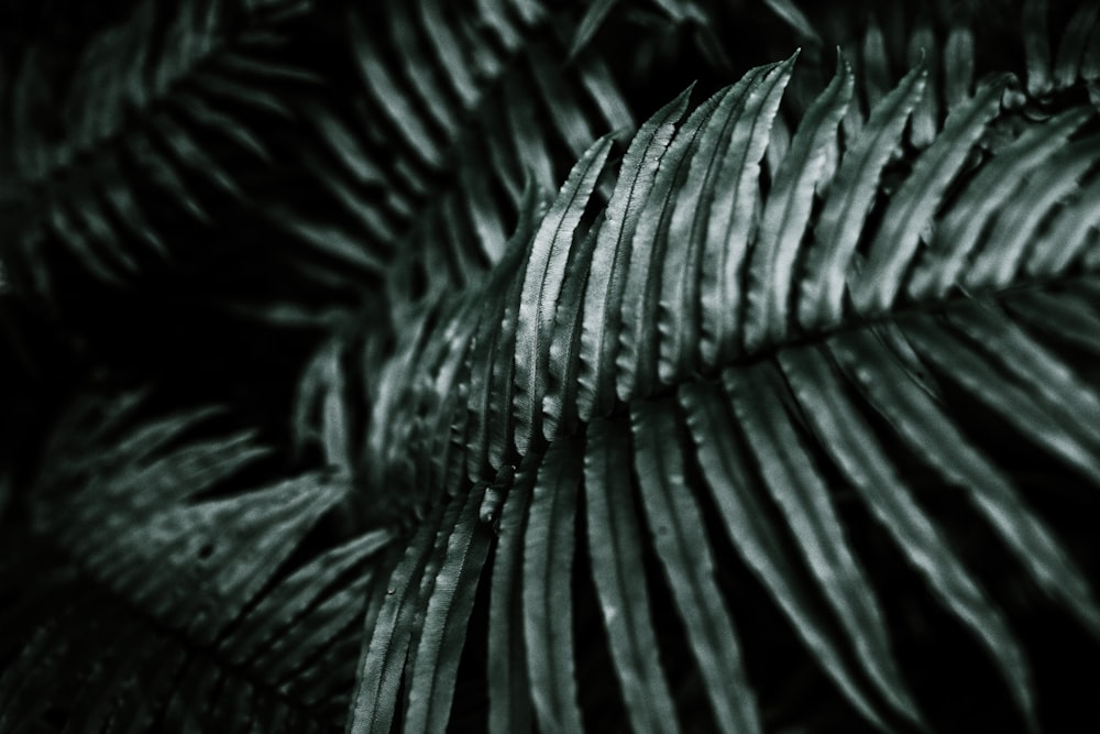 green leaf plant in close up photography