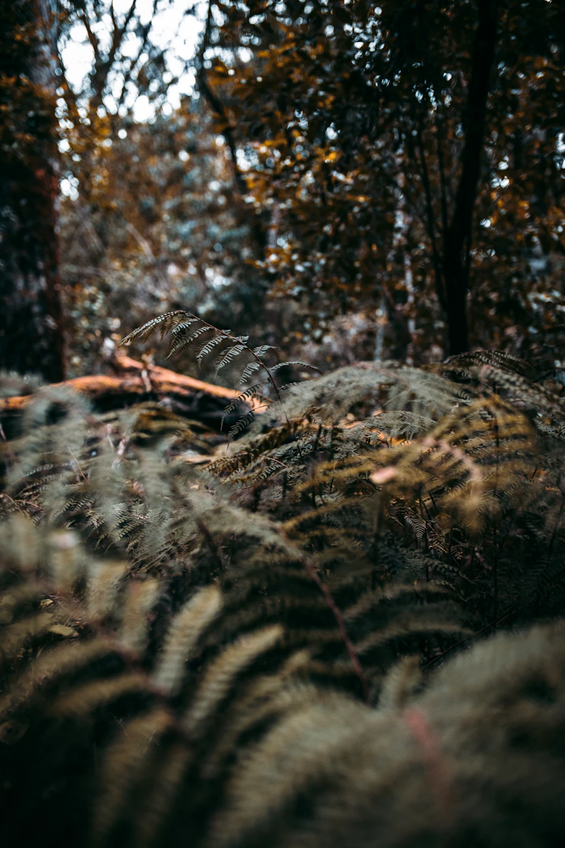 Explora los encantadores bosques de Knysna en Sudáfrica