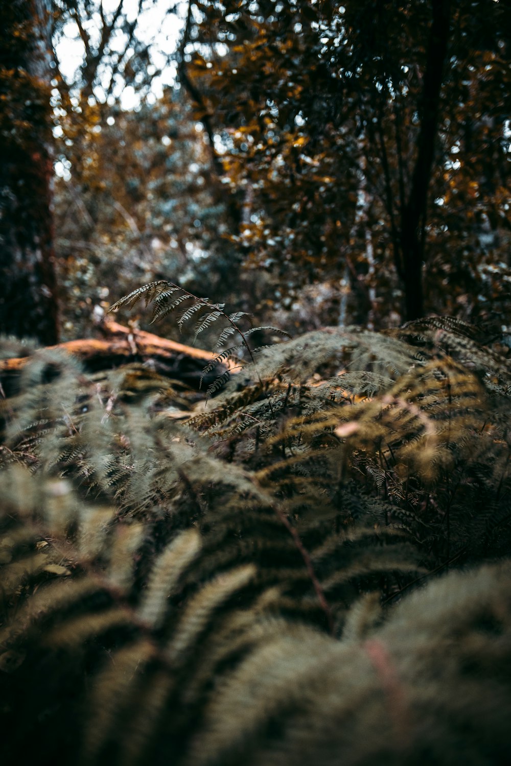 branches d’arbres brunes et noires