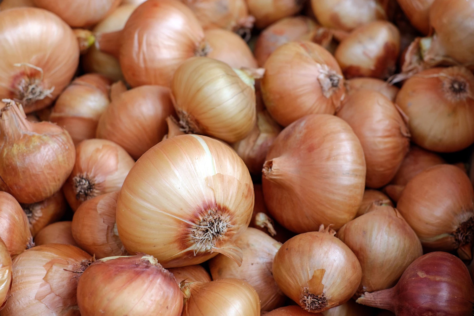 Red and white onions on a market stall
