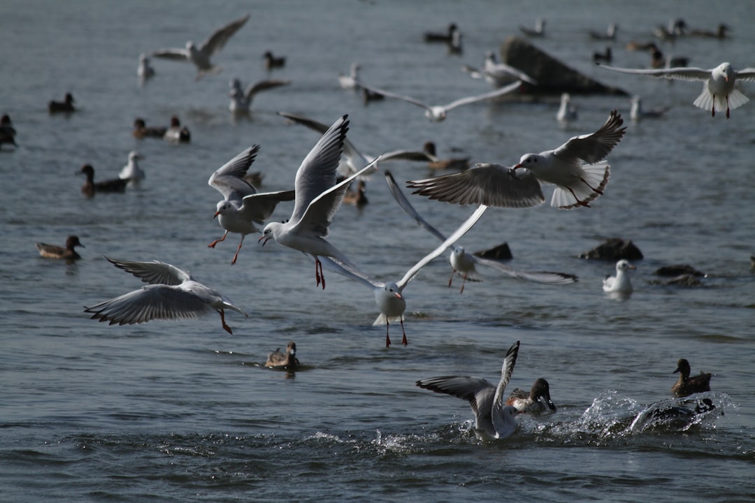 photo of Shenzhen Bay Wildlife near Tsing Yi Promenade