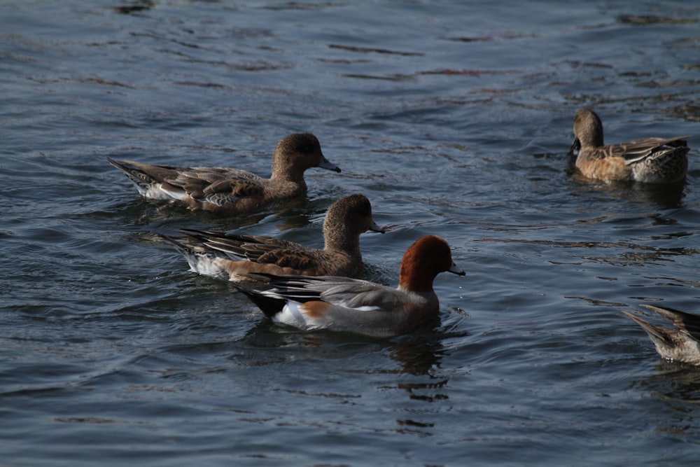 2 brown and white duck on water during daytime