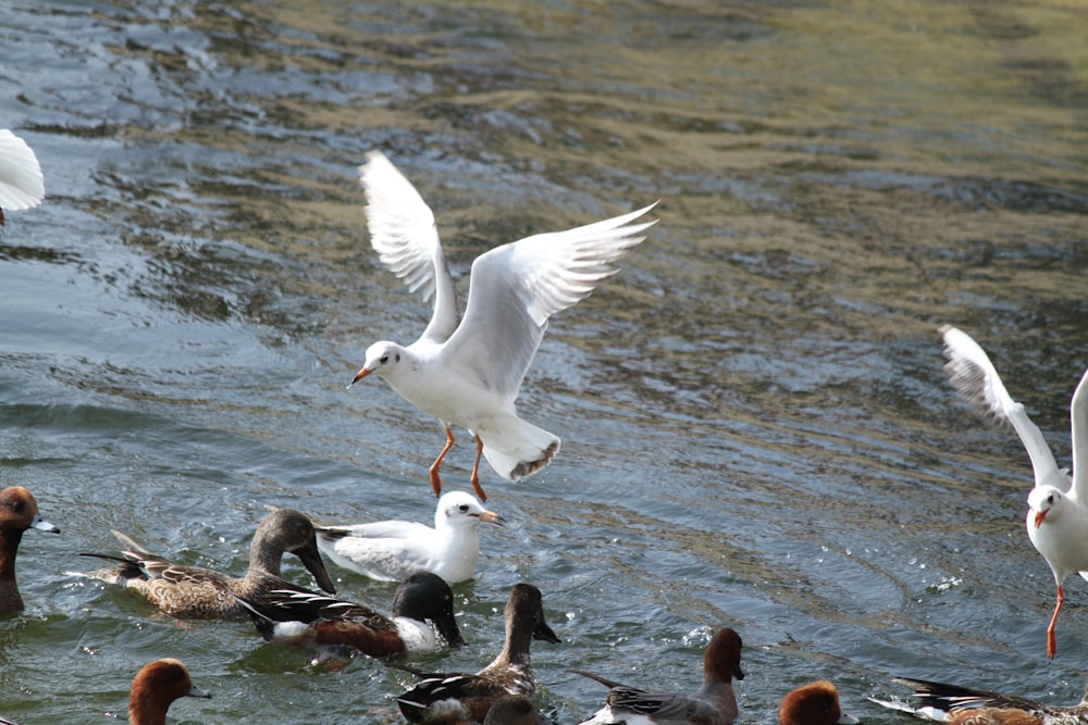 水の上を飛ぶ白と茶色の鳥