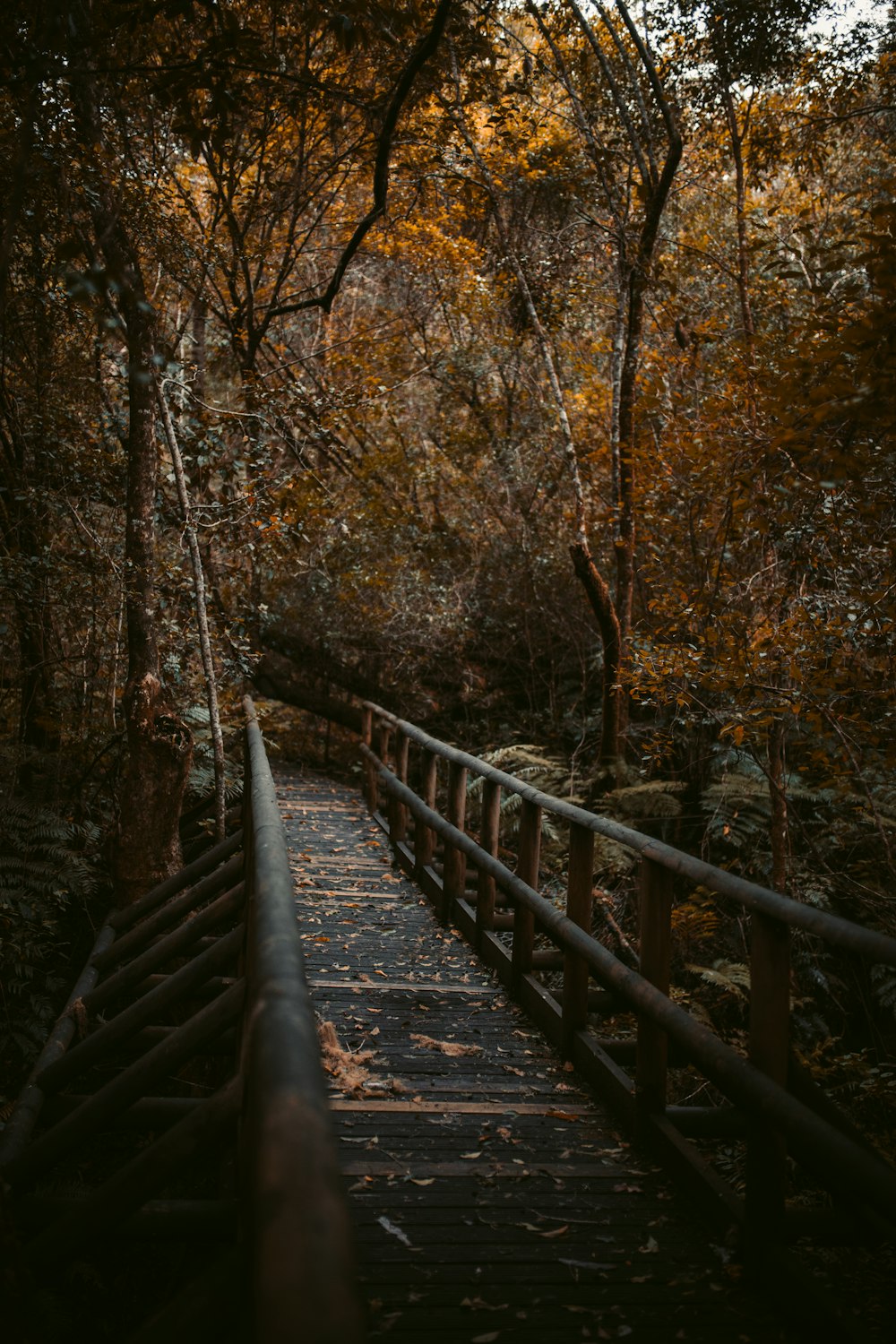 Pont en bois marron dans les bois