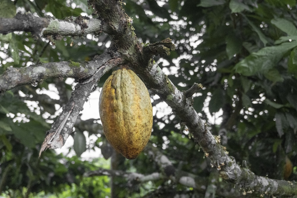 yellow and green fruit on tree