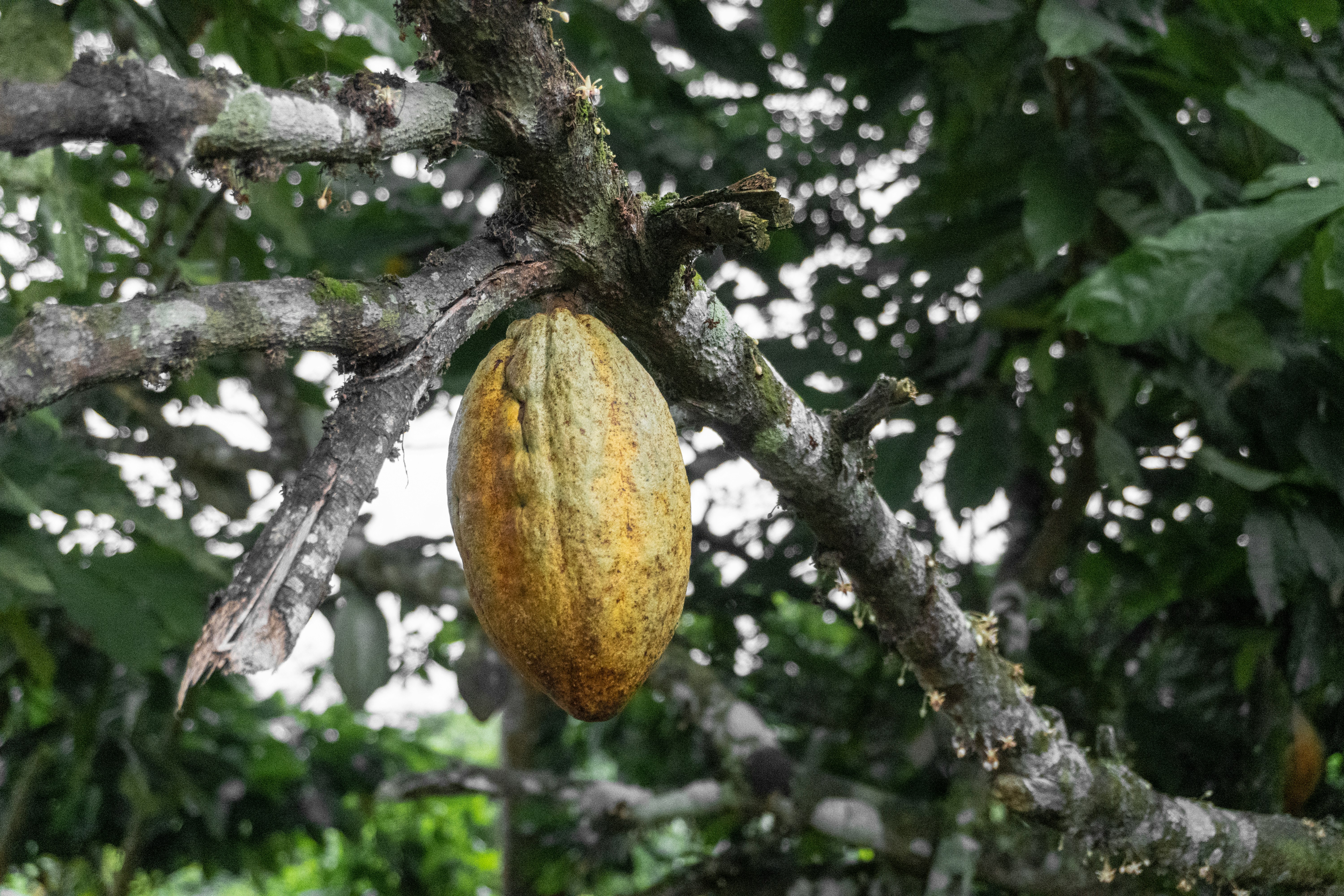 Images from a cocoa farm