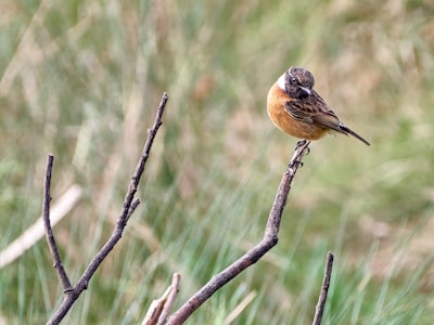 brown and black bird on brown tree branch during daytime