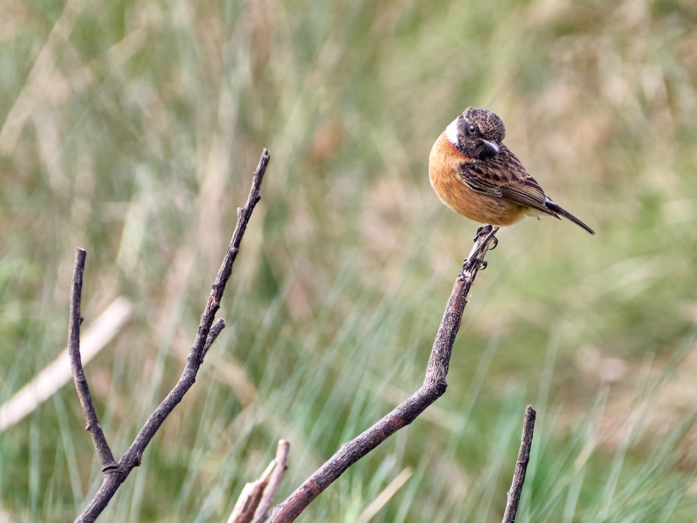 brown and black bird on brown tree branch during daytime