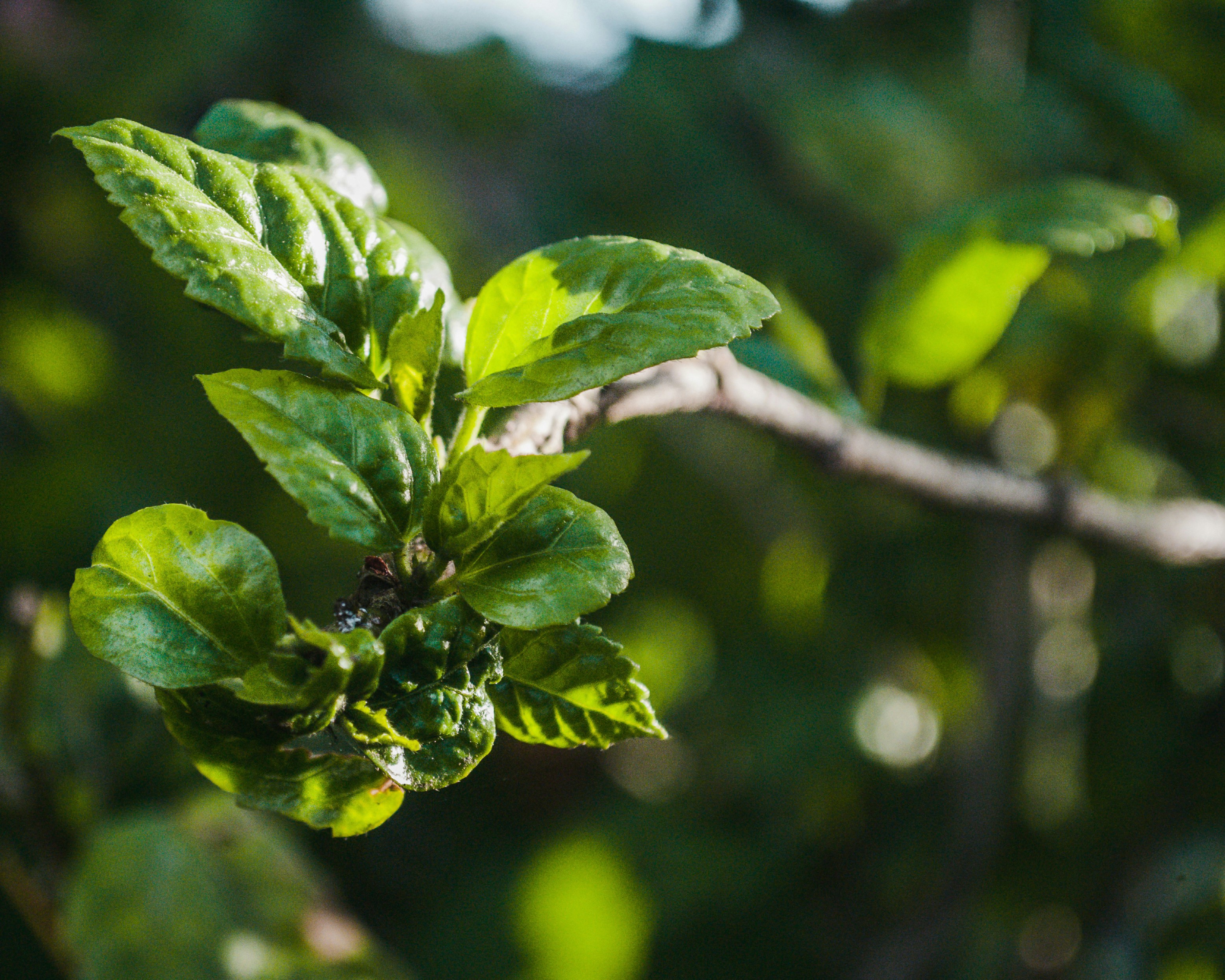 Denpasar, Indonesia - A Branch of a tree
