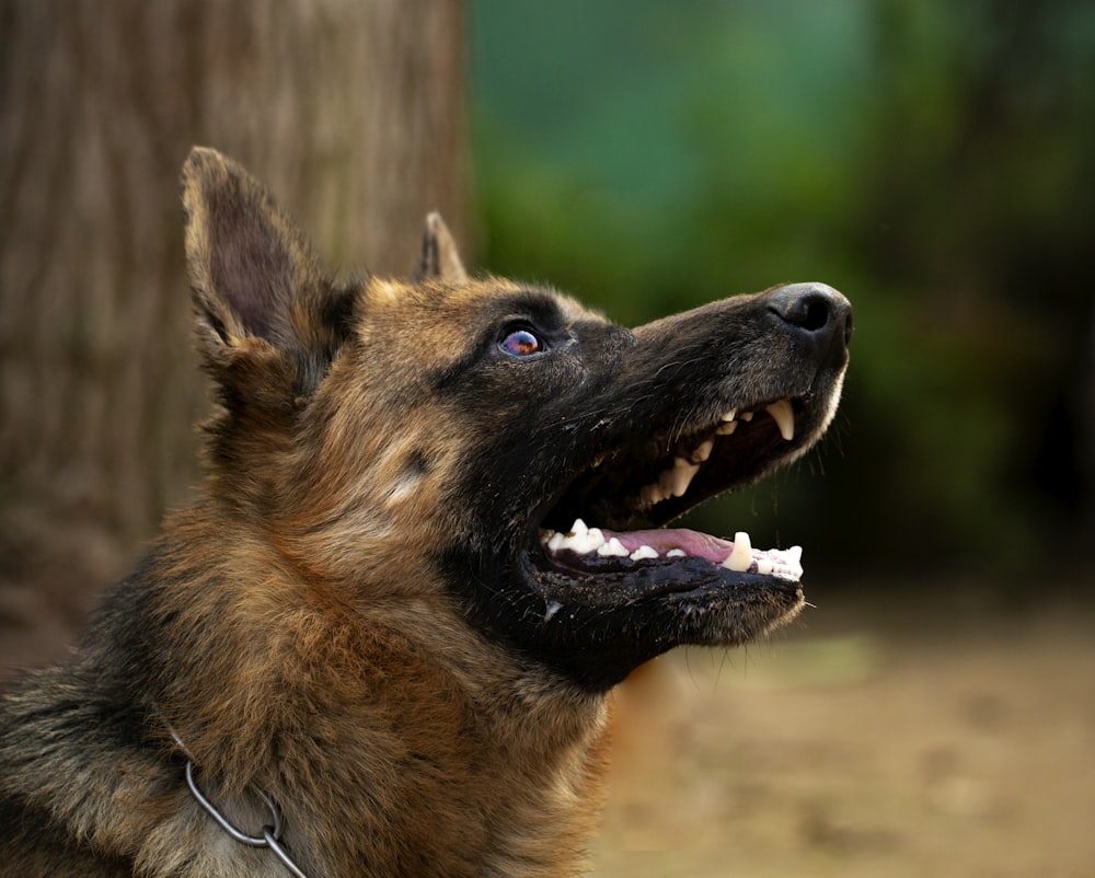 brown and black german shepherd