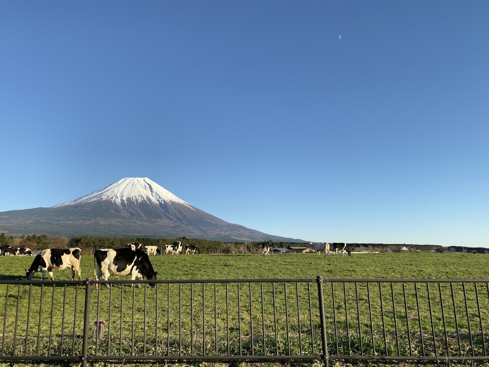 white and black cow on green grass field near mountain under blue sky during daytime