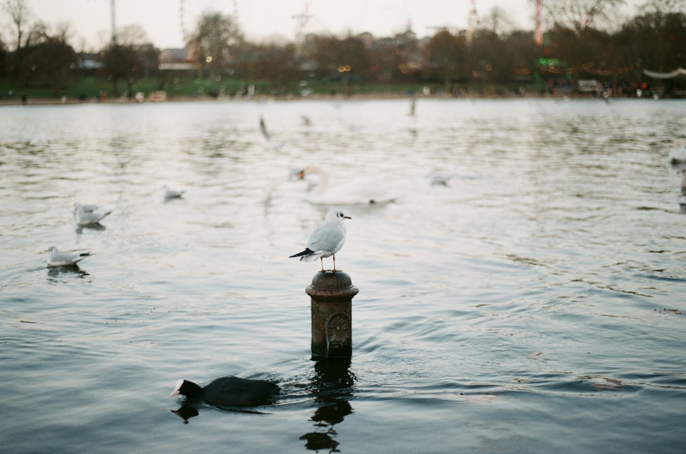 white and black bird on brown wooden post during daytime