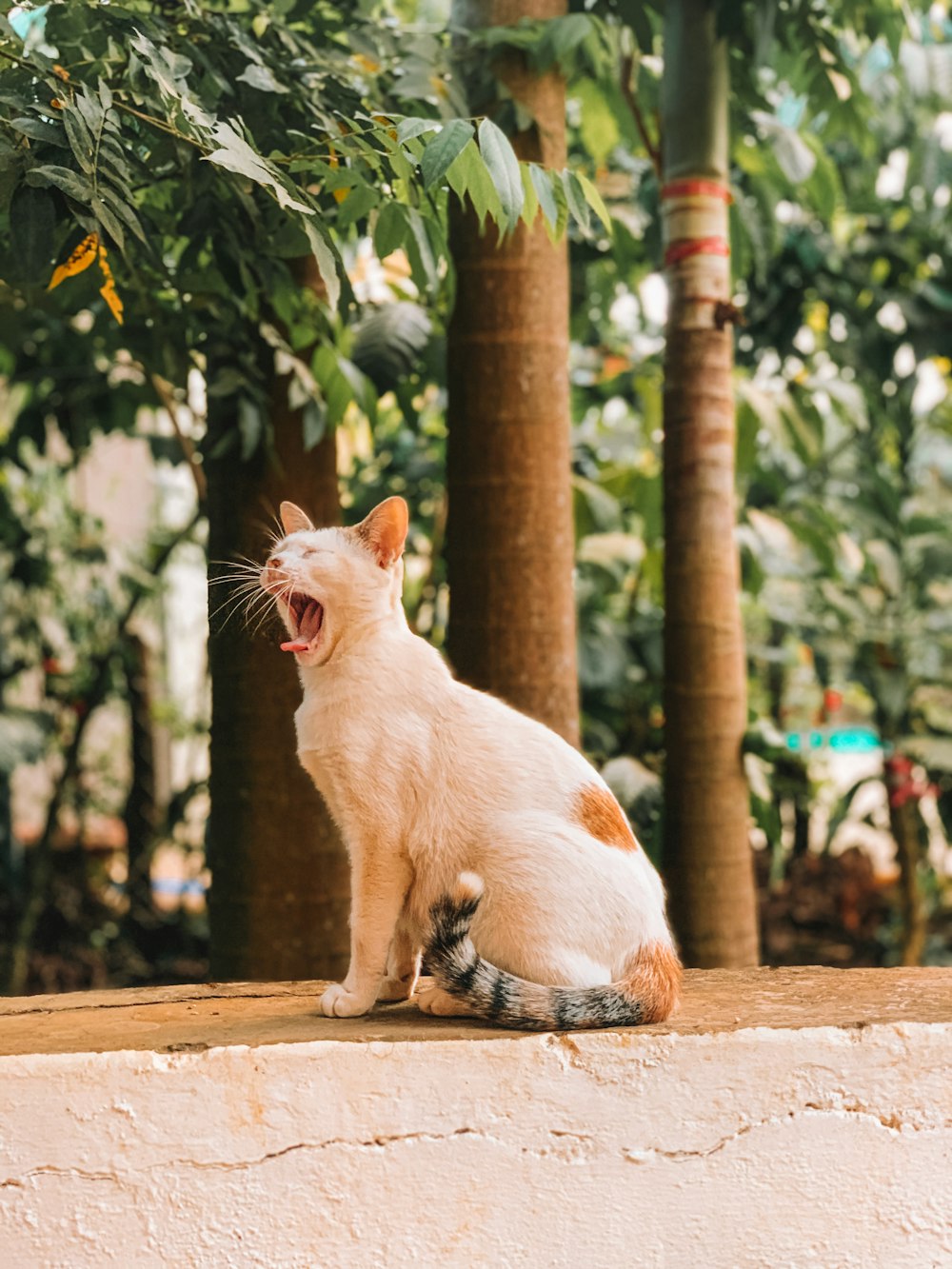 white and orange cat on brown wooden fence