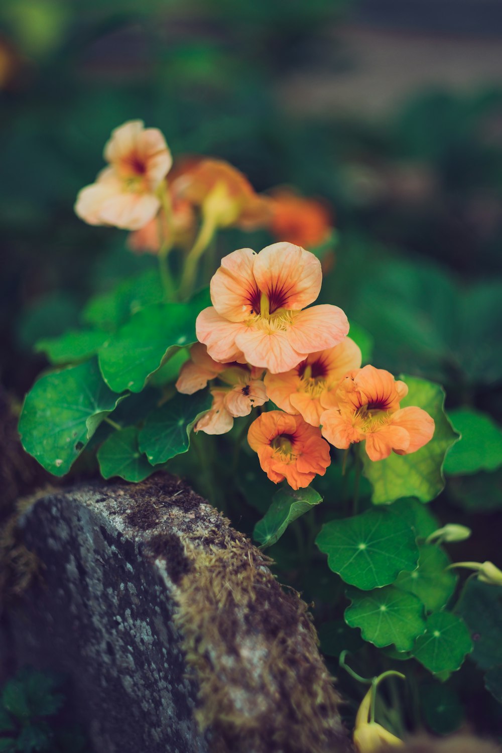 チルトシフトレンズのピンクと黄色の花