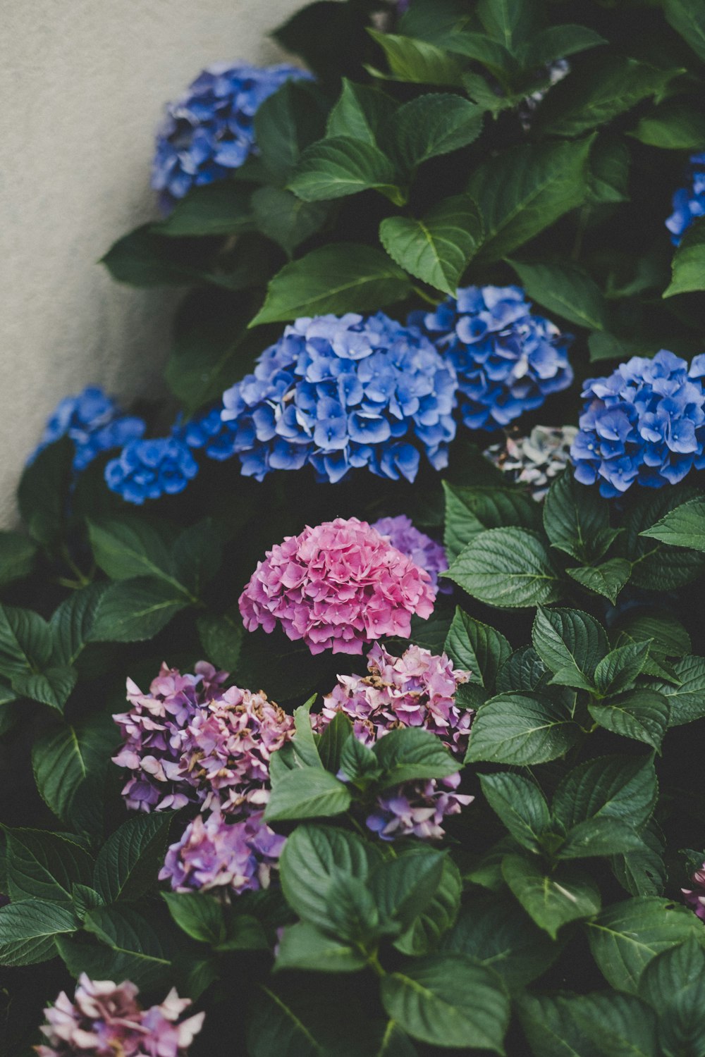 ein Blumenstrauß, der sich in einem Pflanzgefäß befindet