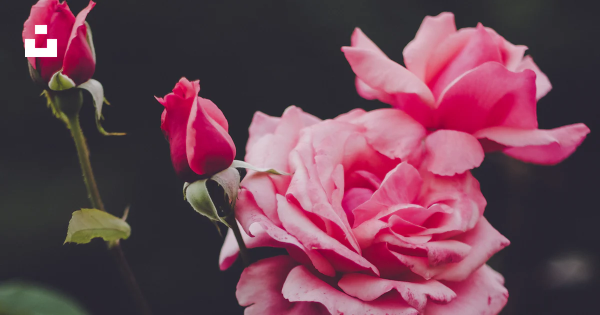 Rosa rosada en flor durante el día foto – Imagen de Flor gratuita en ...