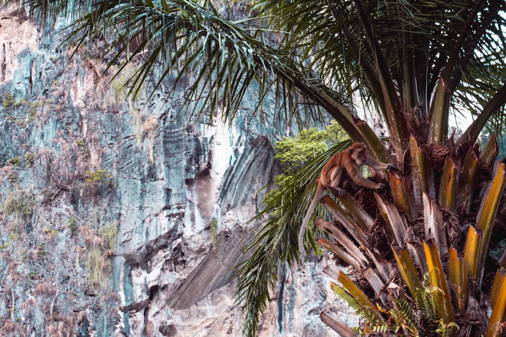 green palm tree near gray rock formation