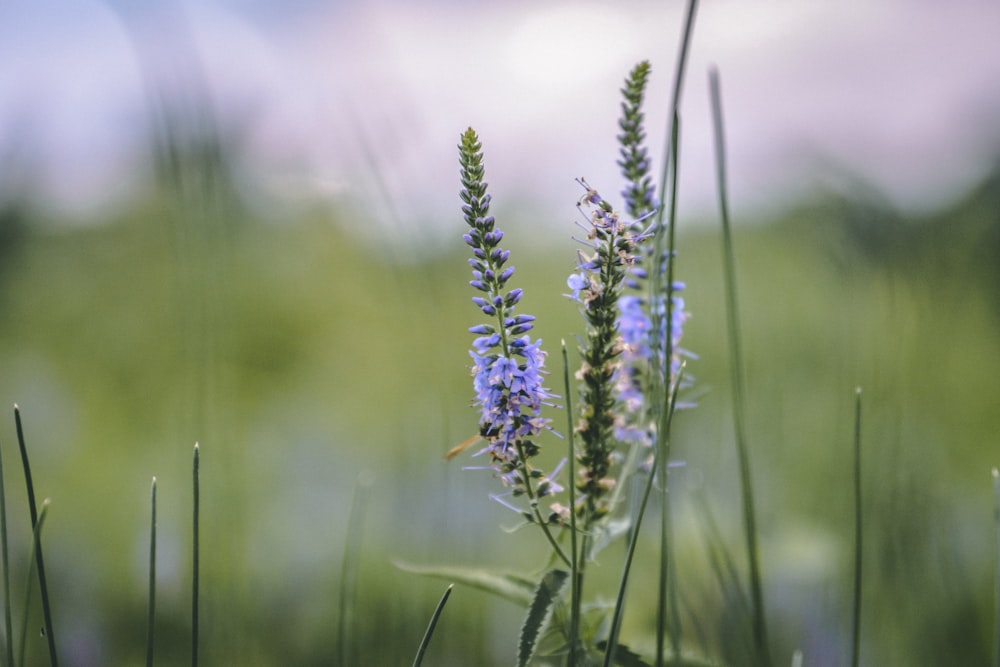 purple flower in tilt shift lens