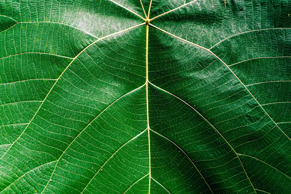 feuille verte en gros plan