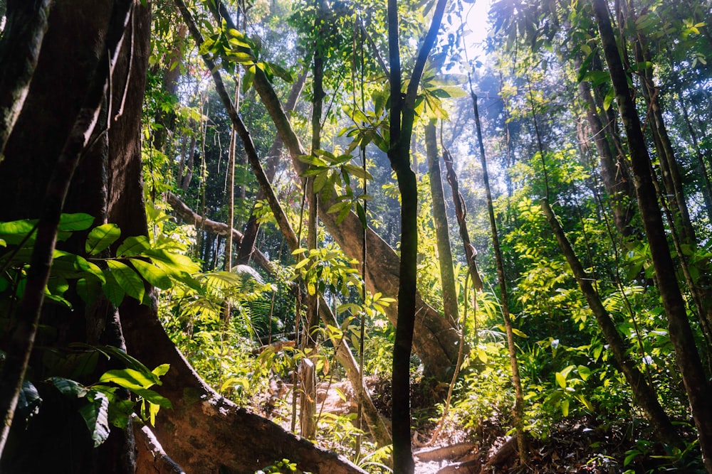 alberi verdi sulla foresta durante il giorno