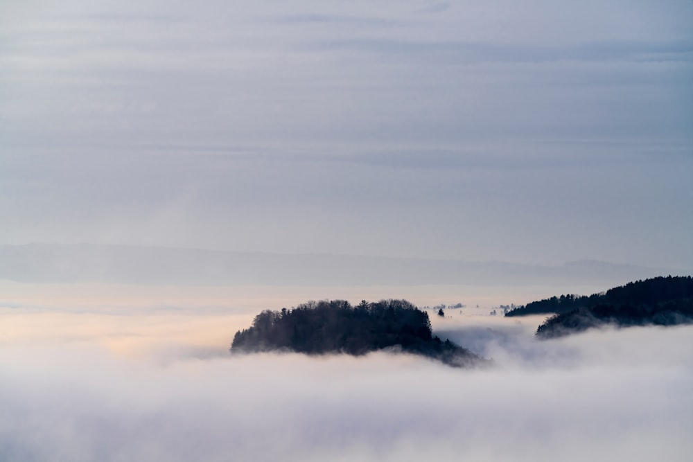 bird flying over the clouds