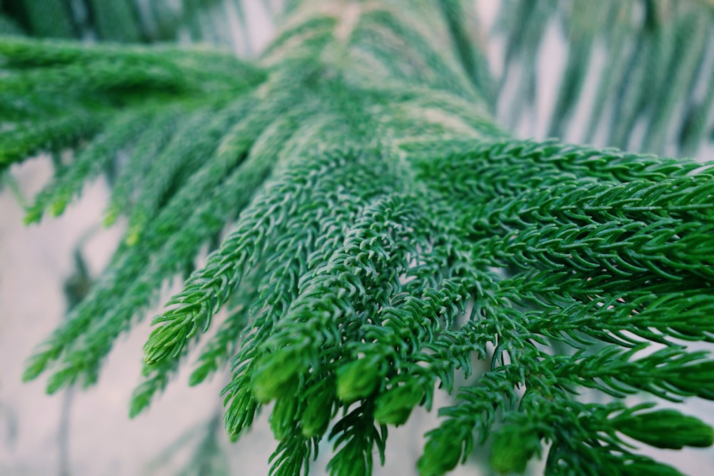 green fern plant in close up photography