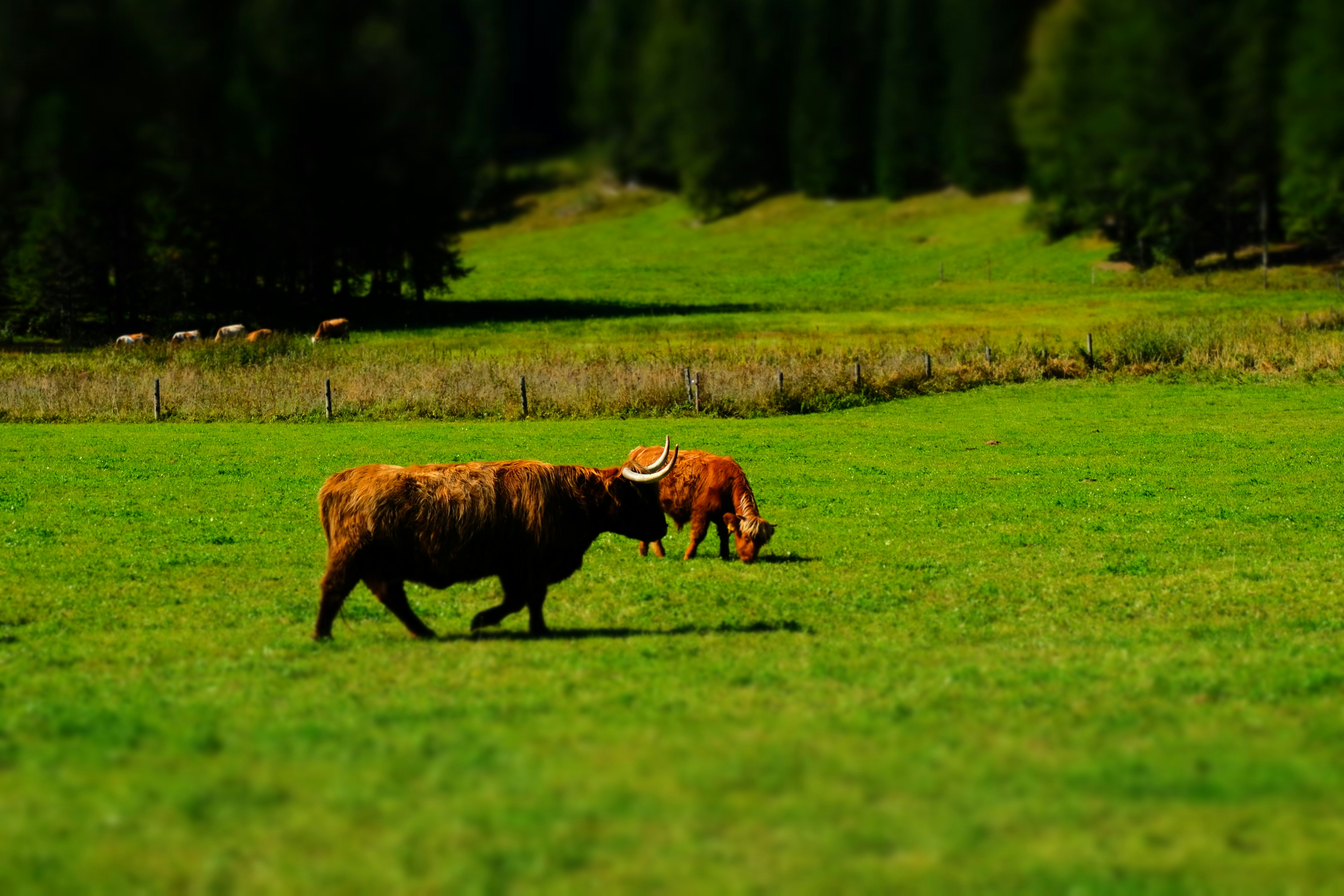 brown cow on green grass field during daytime