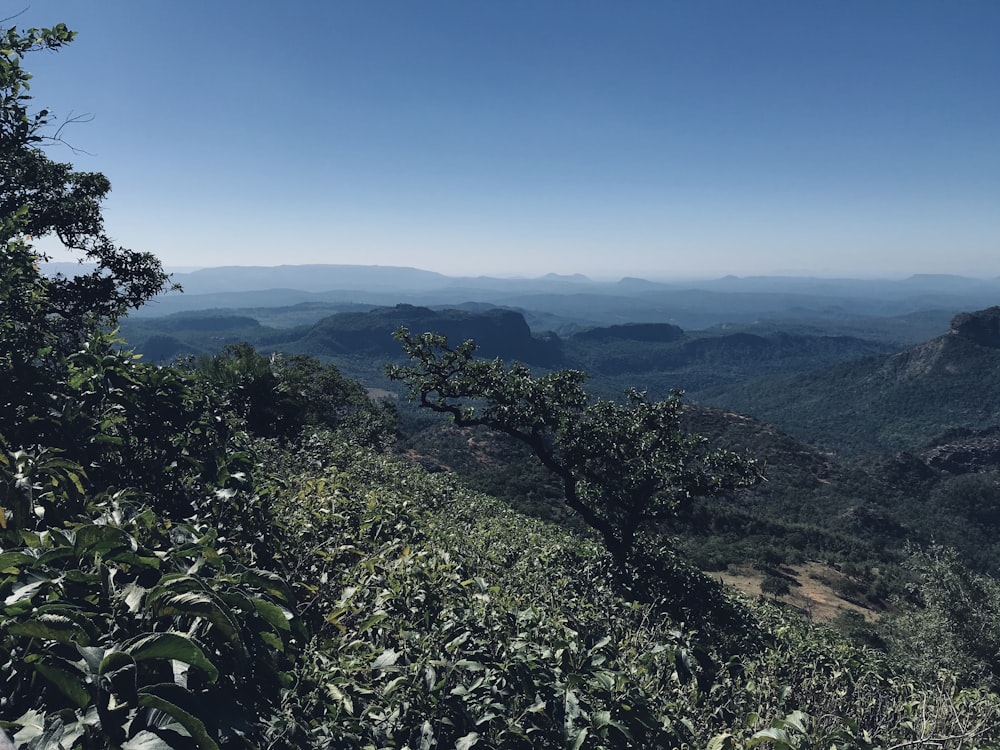 árvores verdes na montanha sob o céu azul durante o dia