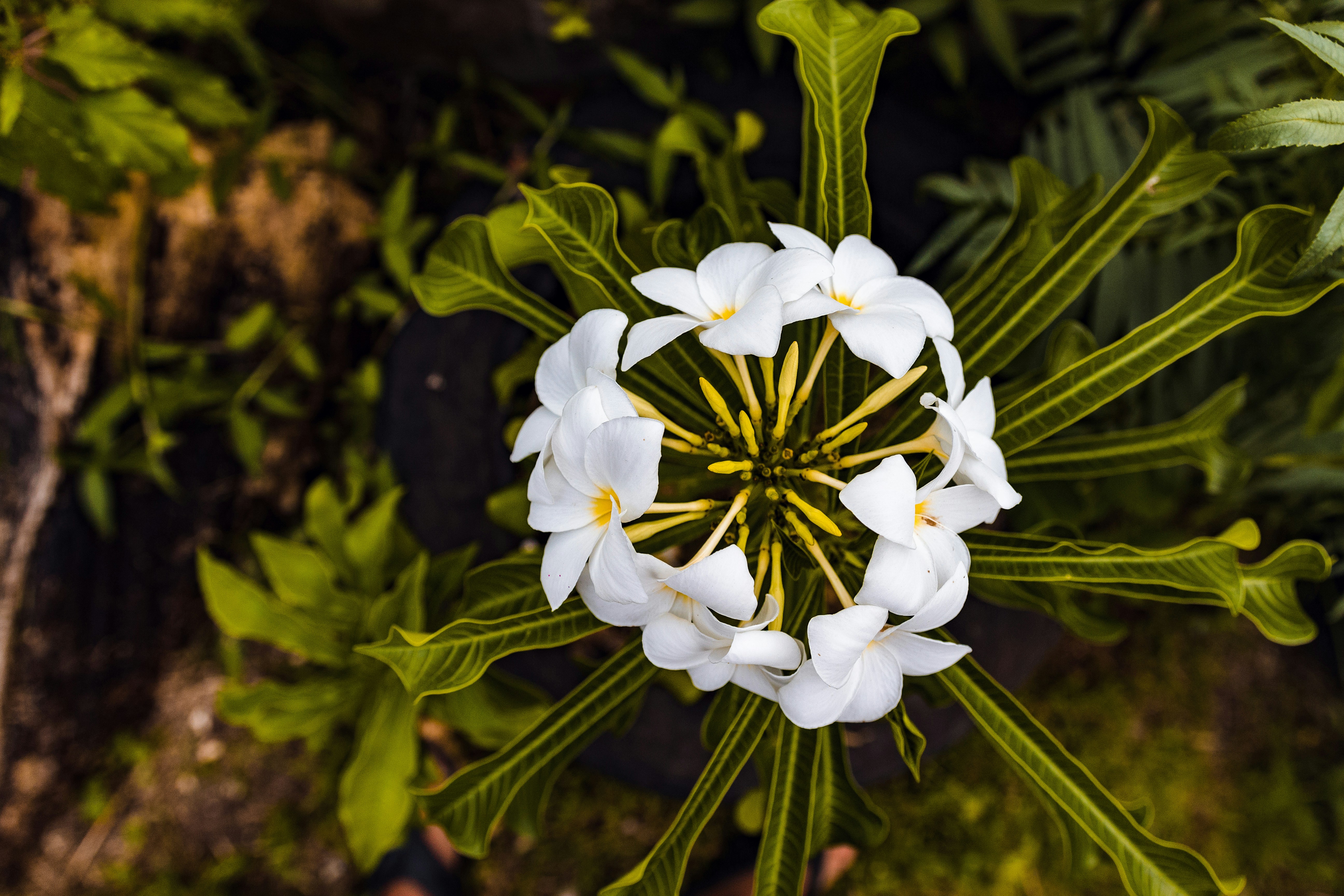 white flowers in tilt shift lens fiji teams background