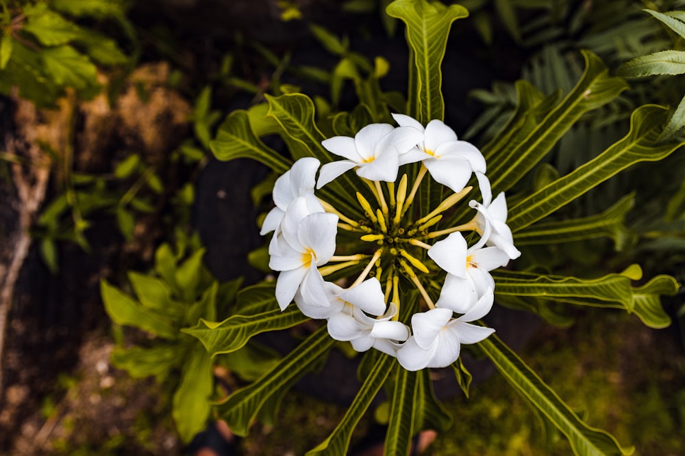 white flowers in tilt shift lens