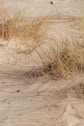brown grass on brown sand during daytime