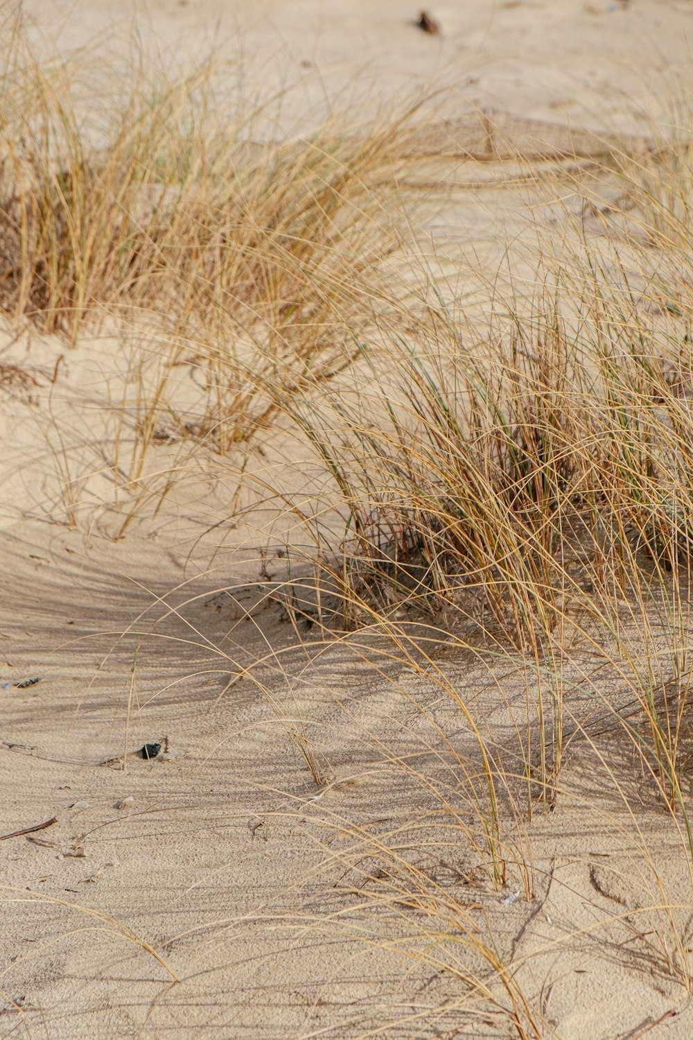 brown grass on brown sand during daytime