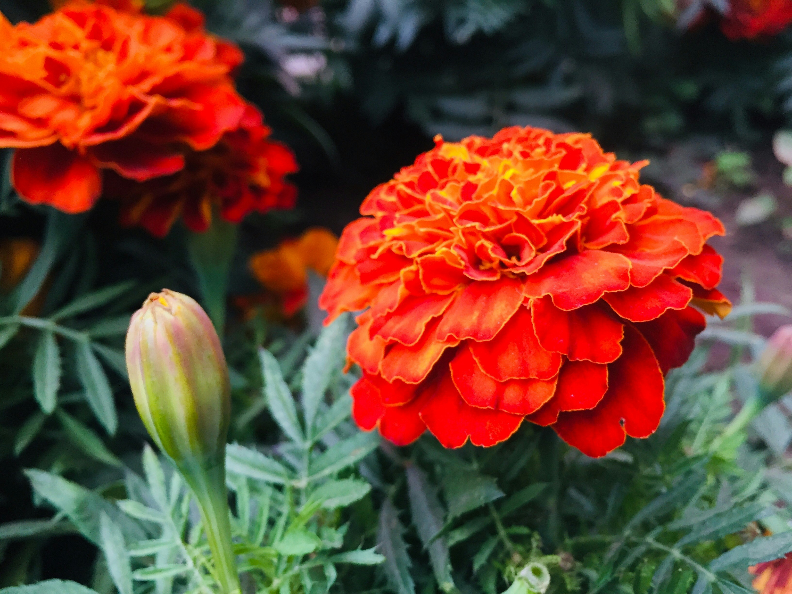 Fleur rouge dans une lentille à bascule