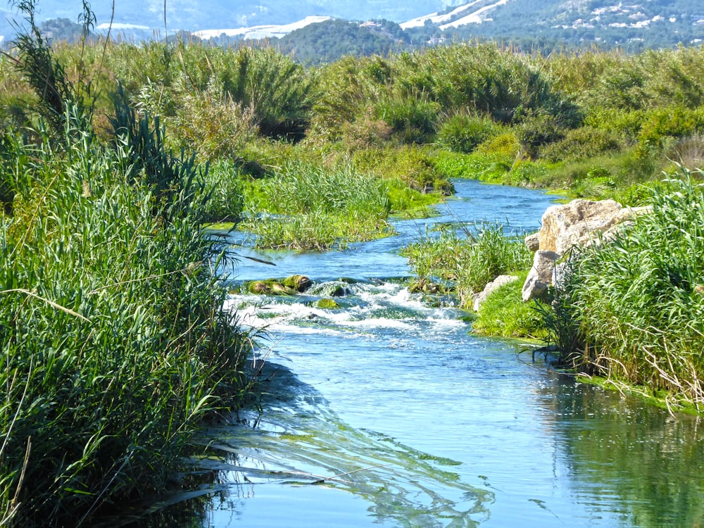 green grass on river bank during daytime