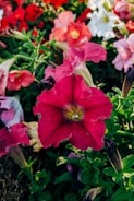 A vibrant display of flowers in full bloom.