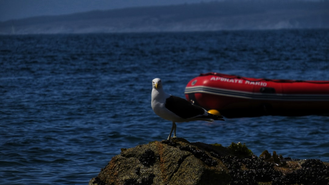 travelers stories about Coast in ViÃ±a del Mar, Chile