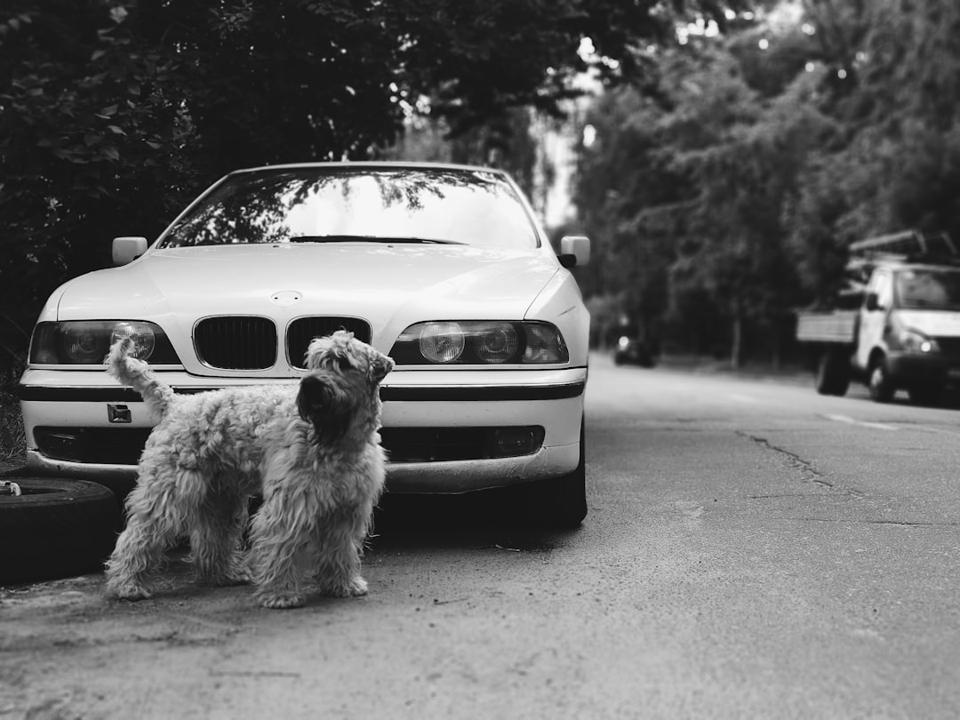grayscale photo of dog on car