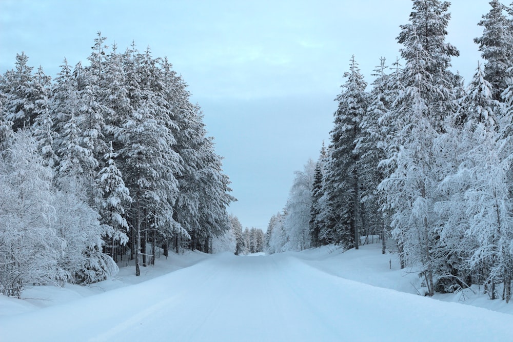 snow covered trees during daytime