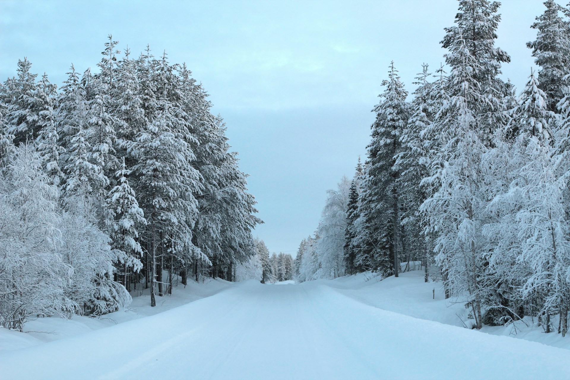 snow covered trees during daytime