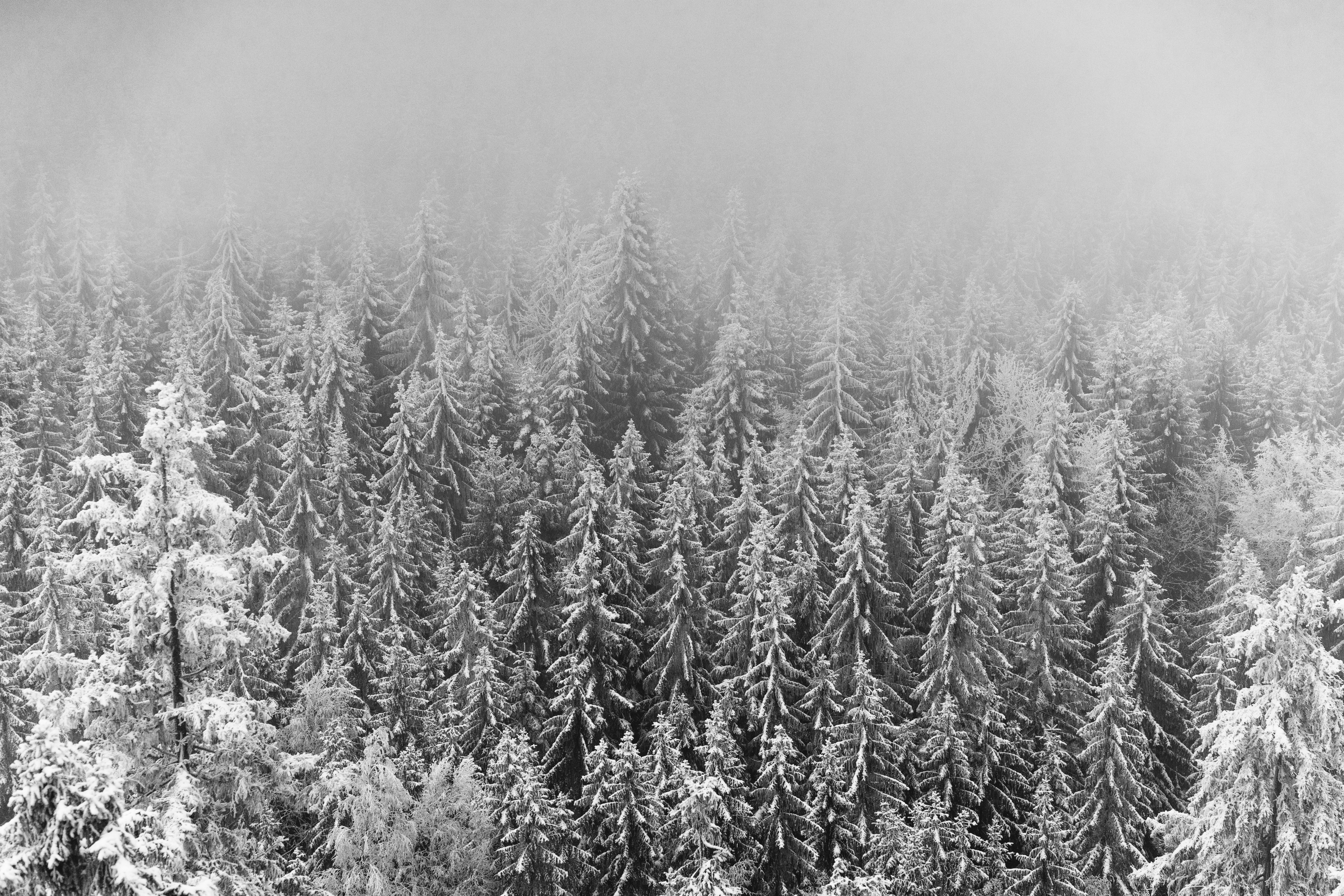 grayscale photo of grass field snowy teams background