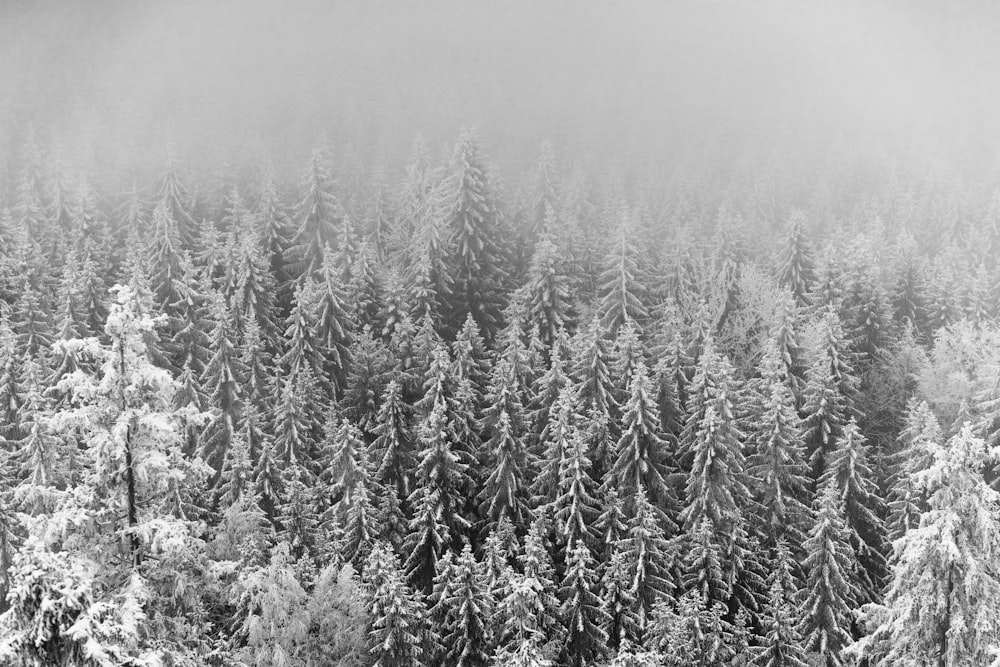 grayscale photo of grass field