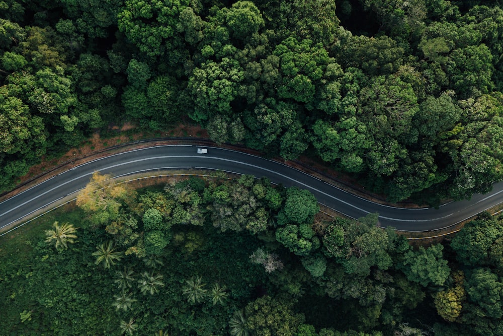 aerial view of road in the middle of green trees