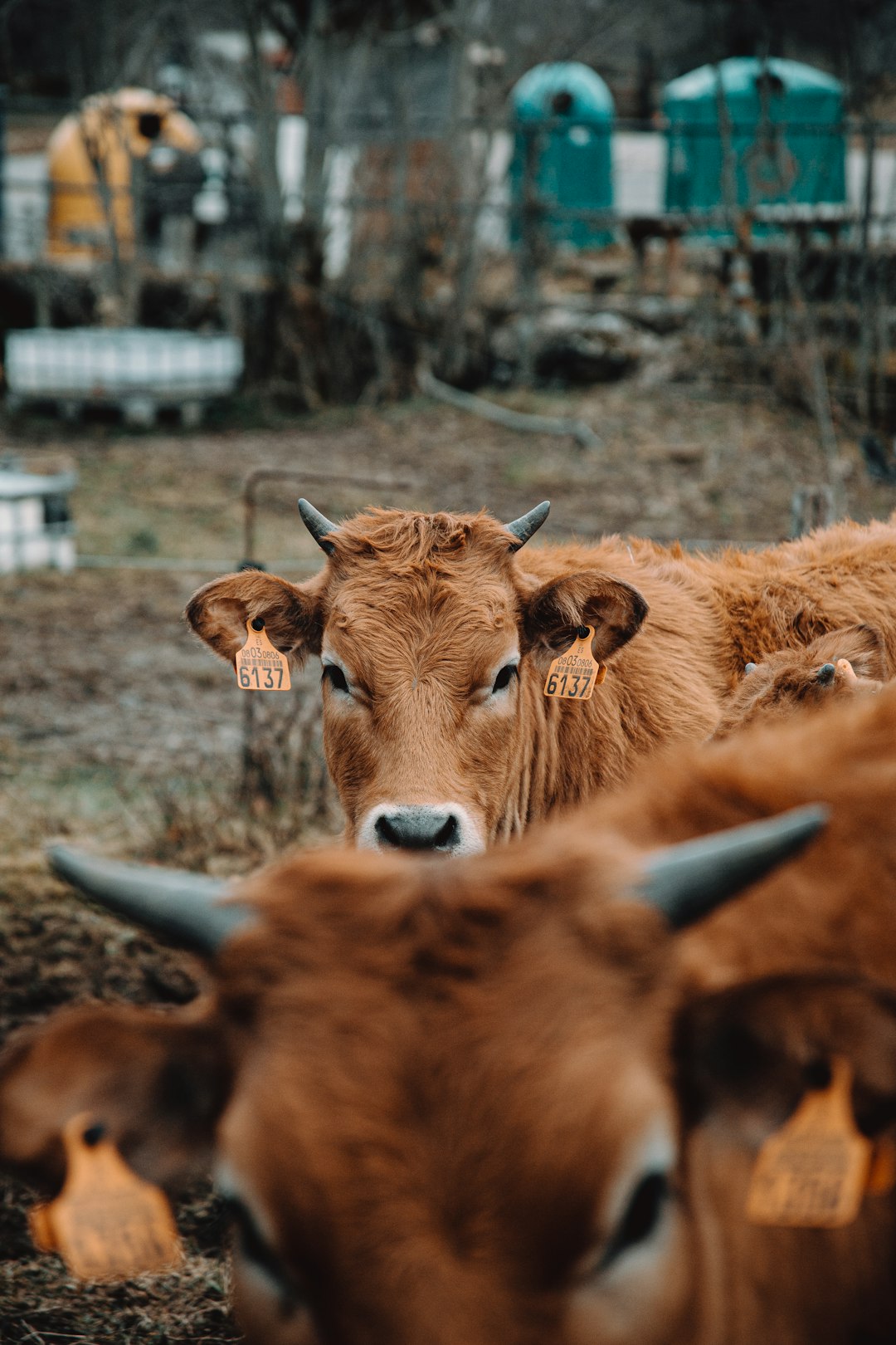 brown cow lying on ground during daytime