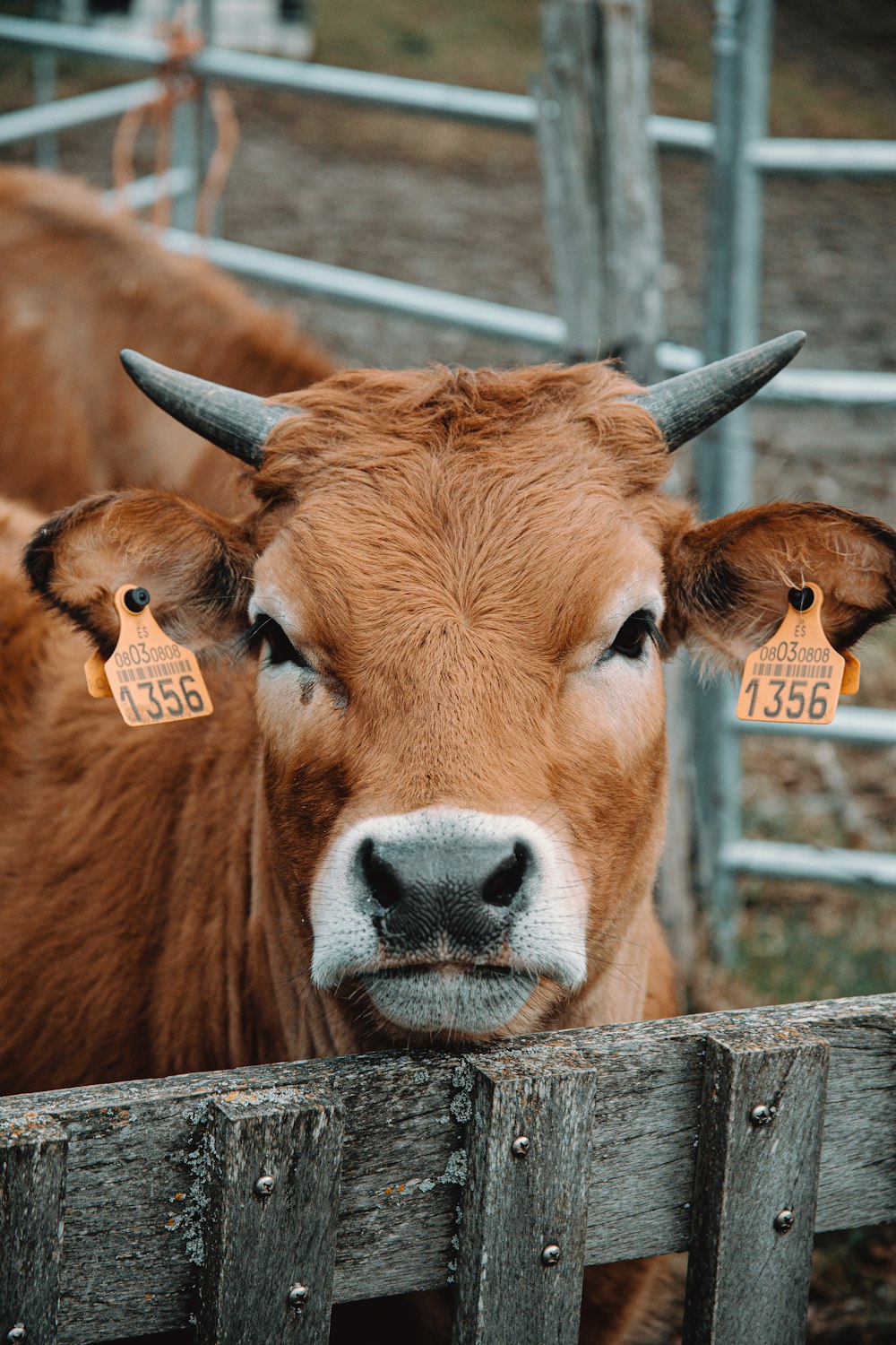 brown cow on brown wooden fence during daytime