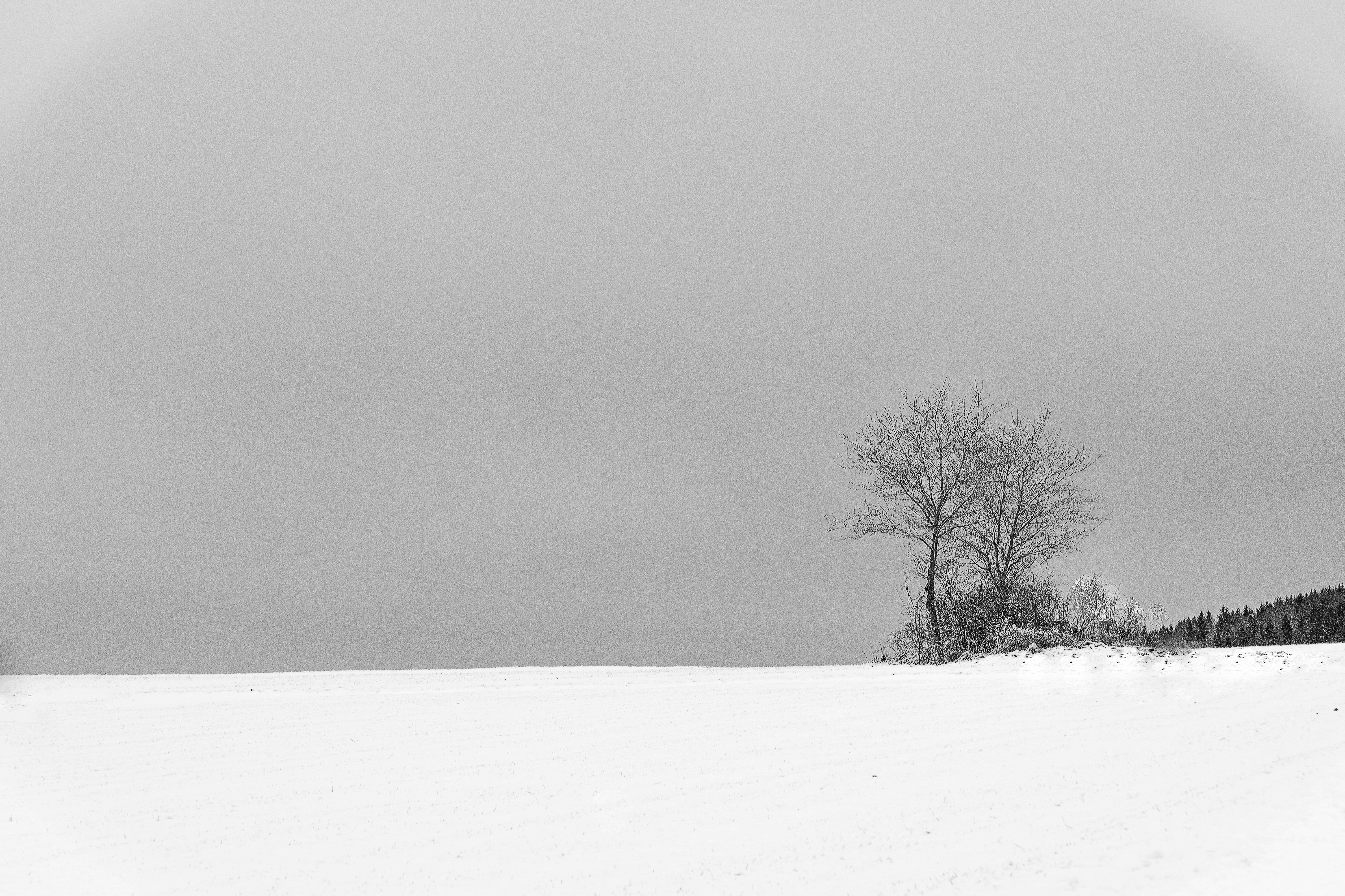 Photo by rolf_schmidbauer